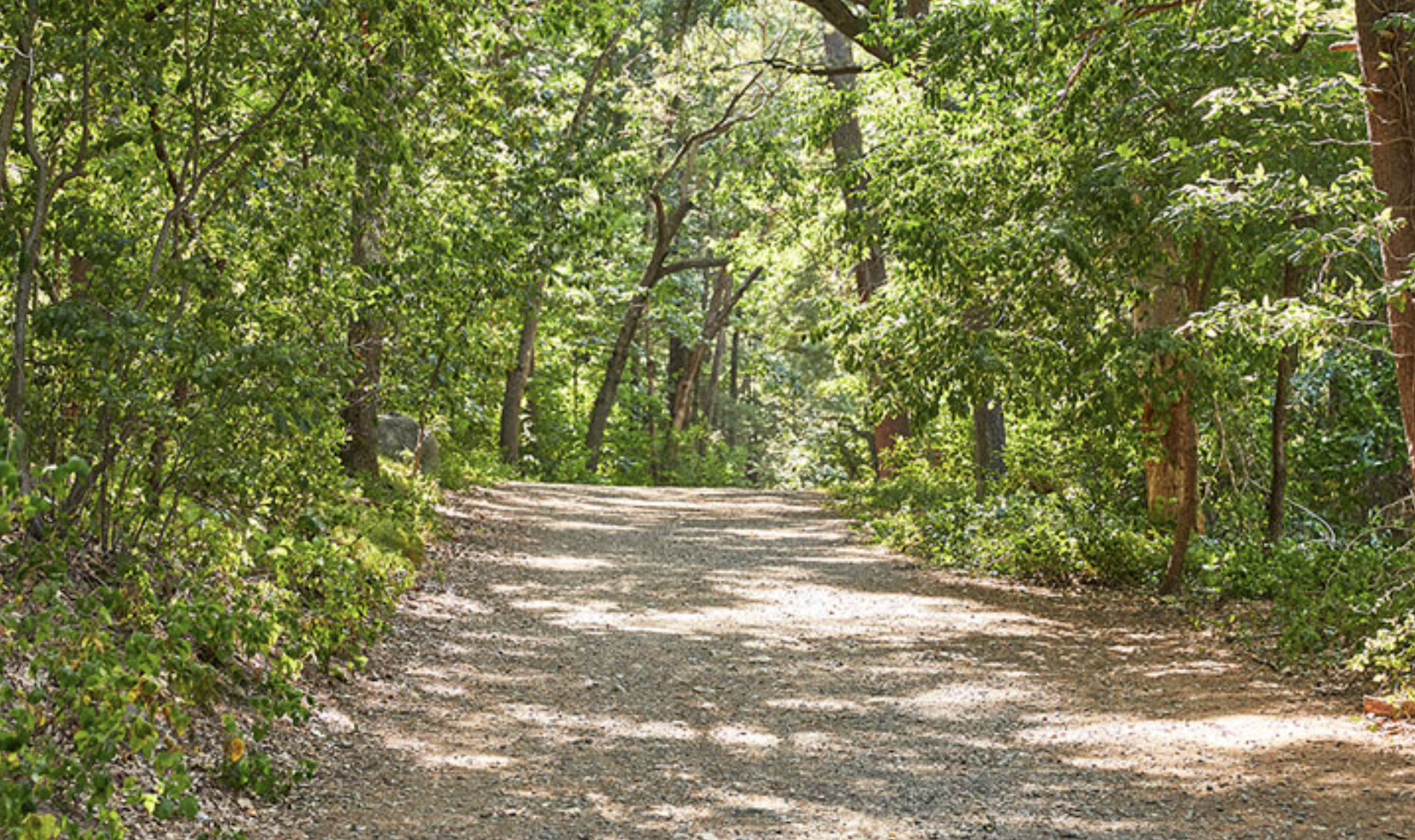 View of path with trees in Lynn Woods Reservation