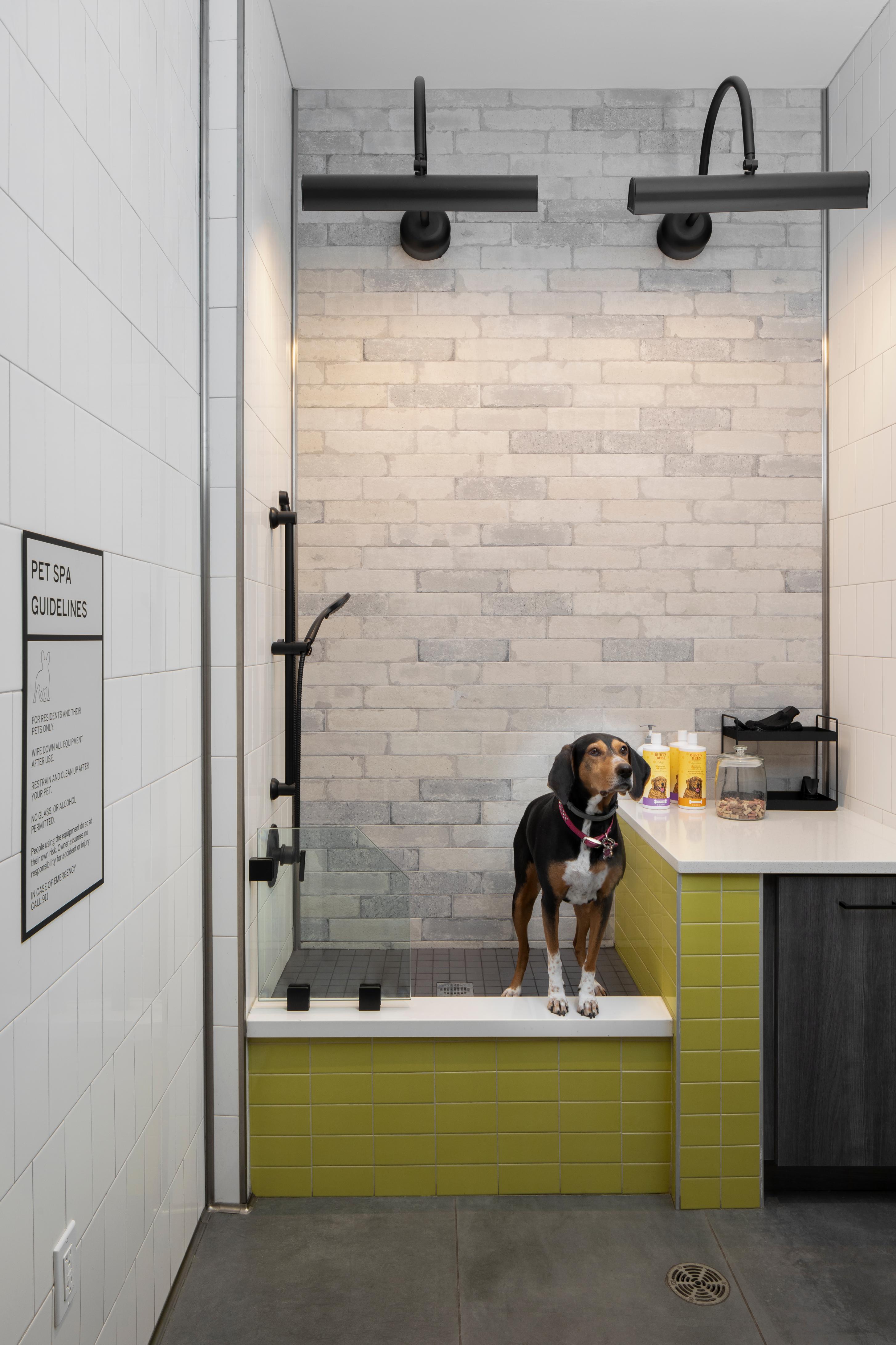 Pet spa with dog in the shower